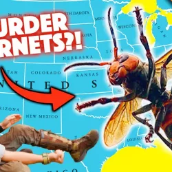 Murder Hornets