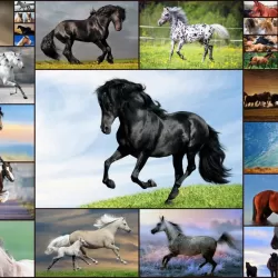 Horse Jigsaw Puzzles Game - For Kids & Adults 