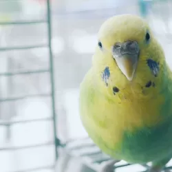 Parakeet Pet