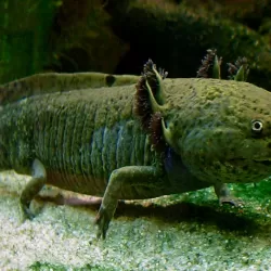 Axolotl Pet